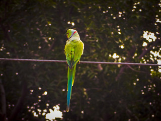 A perfect shot of parrot