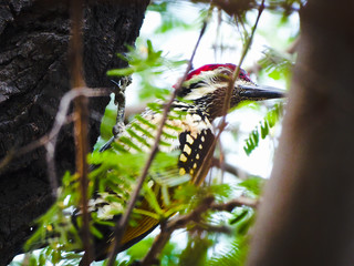 A shot of butter bird