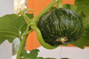 Young green pumpkin hanging in garden
