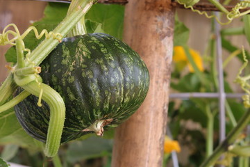 Young green pumpkin hanging in garden