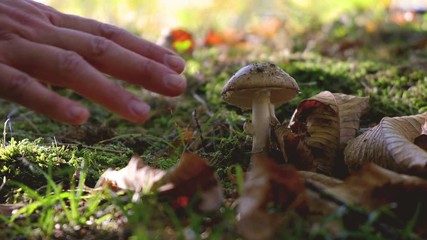 hand picking mushrooms in the woods - harvesting poisonous mushrooms beware careful pay attention
