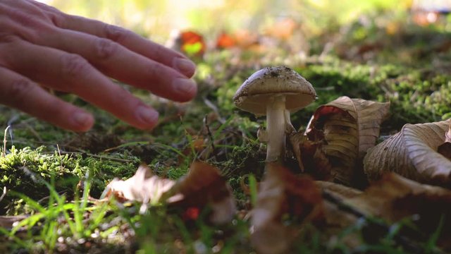 hand picking mushrooms in the woods - harvesting poisonous mushrooms beware careful pay attention