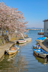 Fototapeta na wymiar 滋賀　堅田港の桜