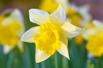daffodils in the garden