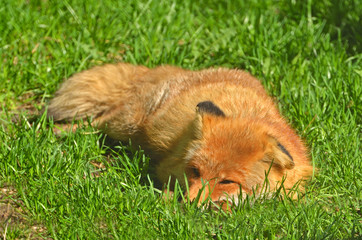 Red fox (Vulpes vulpes) sleeping in sunny day