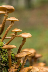 Mushrooms in the dunes of the Amsterdam water supply Area / Paddestoelen in de Amsterdamse Waterleiding Duinen (AWD)
