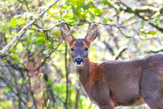 Roe Deer Standing In Forest On Isle Of Islay, Scotland