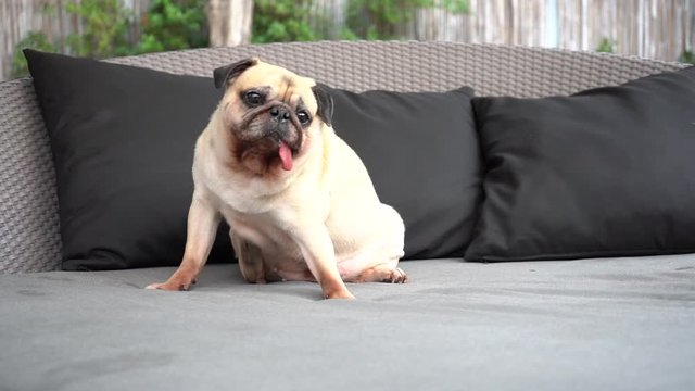 Slow motion of funny cute pug dog scratches her breast on the sofa with tongue sticking out.
