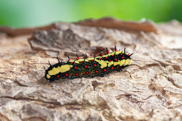 Caterpillar.