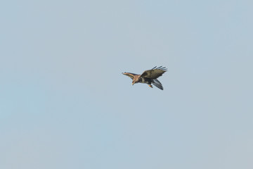 Mäusebussard