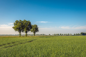 Three trees at the edge of a field with onions cultivation