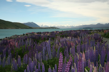 Nowa Zelandia, Wyspa Połudnowa, Park Narodowy Aoraki, Pukaki Lake
