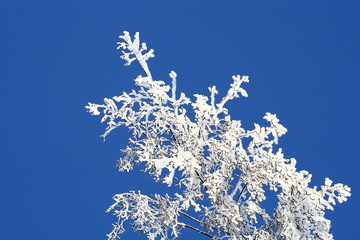branch of a tree in snow,зима, зимний день снег на ветках