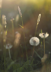  Dandelions in the grass in summer