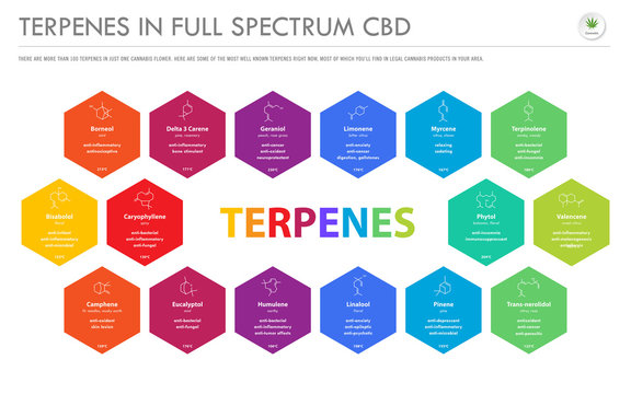 Terpenes in Full Spectrum CBD with Structural Formulas horizontal business infographic illustration about cannabis as herbal alternative medicine and chemical therapy, healthcare and medical vector.