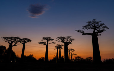 Silhouette at sunset of Baobab giants and the Alley of the Baobabs, Morondava, Madagascar