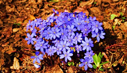 Pastel blue violet flowers on a summer sunny day in the flowerbed