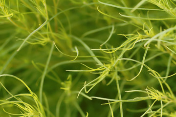 Natural green background