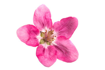 pink apple tree flowers isolated \