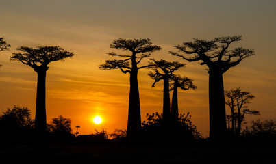 Fototapeta na wymiar Silhouette at sunset of Baobab giants and the Alley of the Baobabs, Morondava, Madagascar