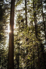 Fototapeta premium Coniferous forest backlit by sun in late autumn