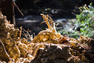 Root of fell tree
