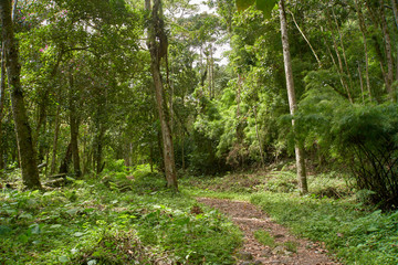 Lush green Forest in Boquete, Panama