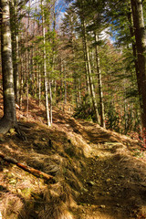 Obraz premium Mountain path in late autumn. Beskids, Poland.