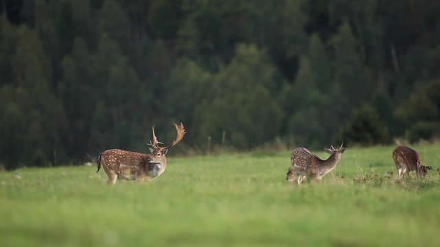  fallow deer , dama dama, Czech nature