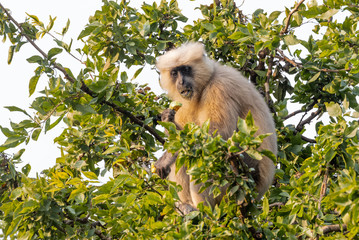 Indian Hanuman Langur sitting on tree at Jim Corbett National Park