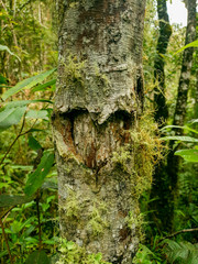 Heart carved on a tree, heart shape carved on a tree