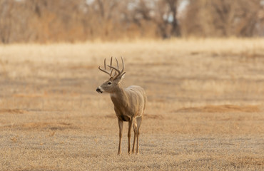 Buck whitetail Deer in the Fall Rut