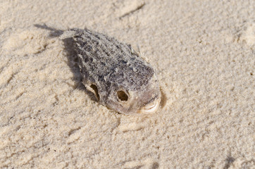 Carcasse de poisson mort sur la plage