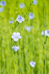 Obraz na płótnie Canvas blue flax field closeup at spring shallow depth of field