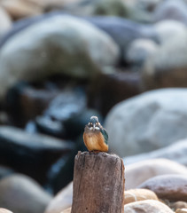 Common Kingfisher bird sitting on tree at jim corbett national park