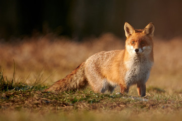 Naklejka na ściany i meble Red fox closeup stock photo.