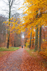 lonely figure walks in colorful autumn forest near utrecht in holland