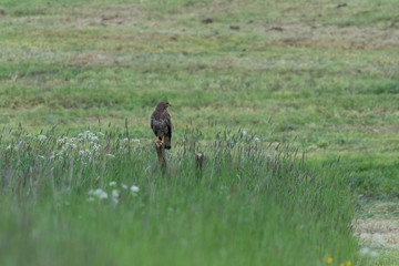 Mäusebussard