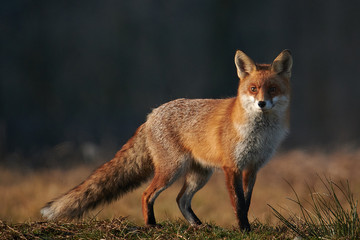 Red fox closeup stock photo.