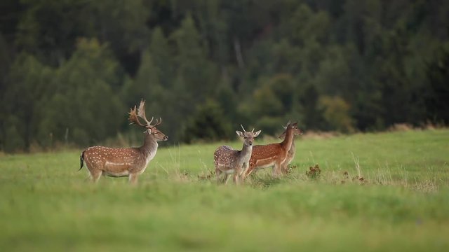  fallow deer , dama dama, Czech nature
