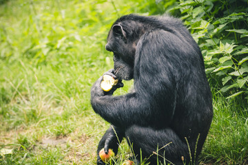 monkey eating