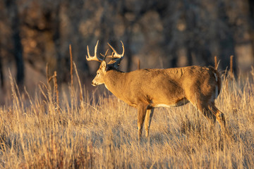 Buck whitetail Deer in the Fall Rut