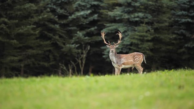  fallow deer , dama dama, Czech nature