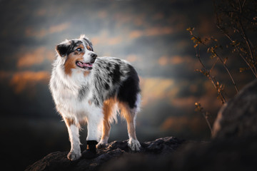 Australian shepherd - in sunset