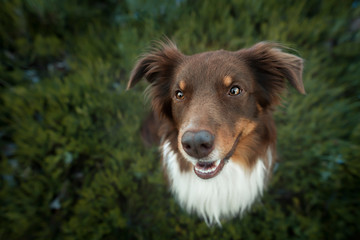 Australian shepherd - in moss	
