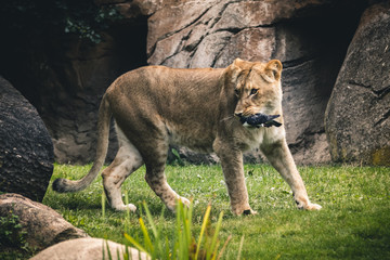 Obraz na płótnie Canvas lion in zoo