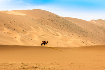 a camel in Badain Jaran Desert, desert, Inner Mongolia,  the third  largest desert in China, with the tallest stationary dunes on Earth and 100 spring-fed lakes between the dunes