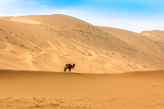 a camel in Badain Jaran Desert, desert, Inner Mongolia, the third largest desert in China, with the tallest stationary dunes on Earth and 100 spring-fed lakes between the dunes © James Jiao