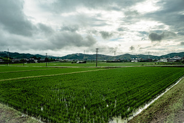Fototapeta na wymiar green rice crops on a cloudy day