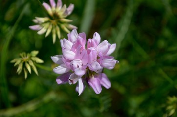 Pink lilac field flower clover in the field in the afternoon.